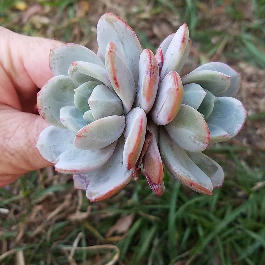 Post 7 by Stay Gold Succulents on Instagram (image)