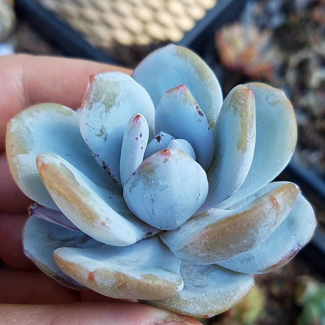 Post 8 by Stay Gold Succulents on Instagram (image)