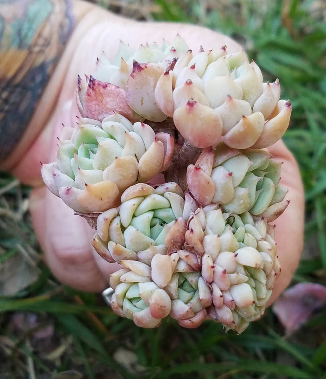 Post 10 by Stay Gold Succulents on Instagram (image)