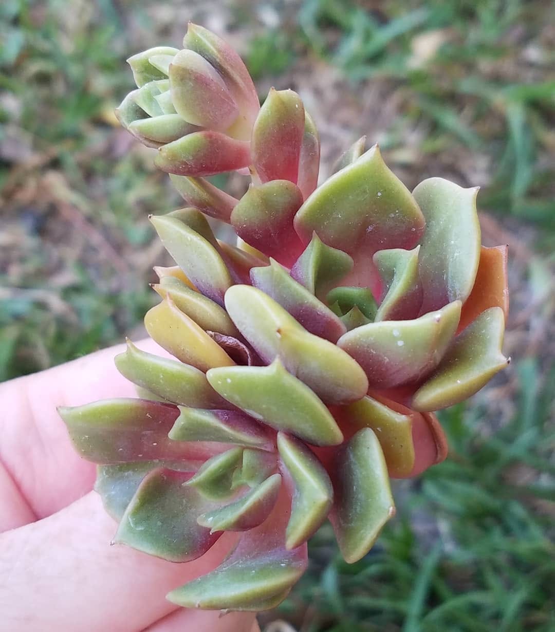 Post 6 by Stay Gold Succulents on Instagram (image)
