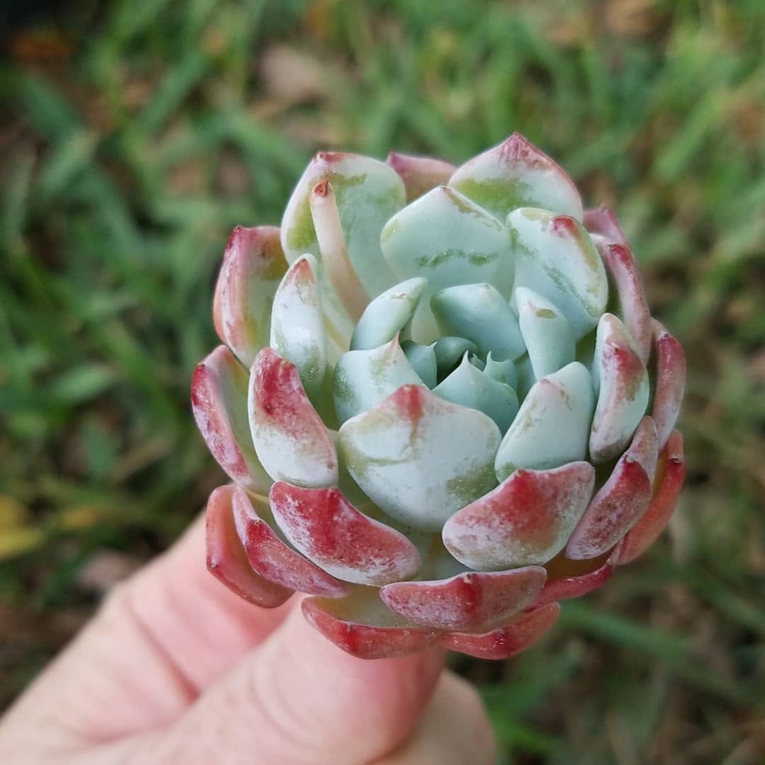 Post 4 by Stay Gold Succulents on Instagram (image)
