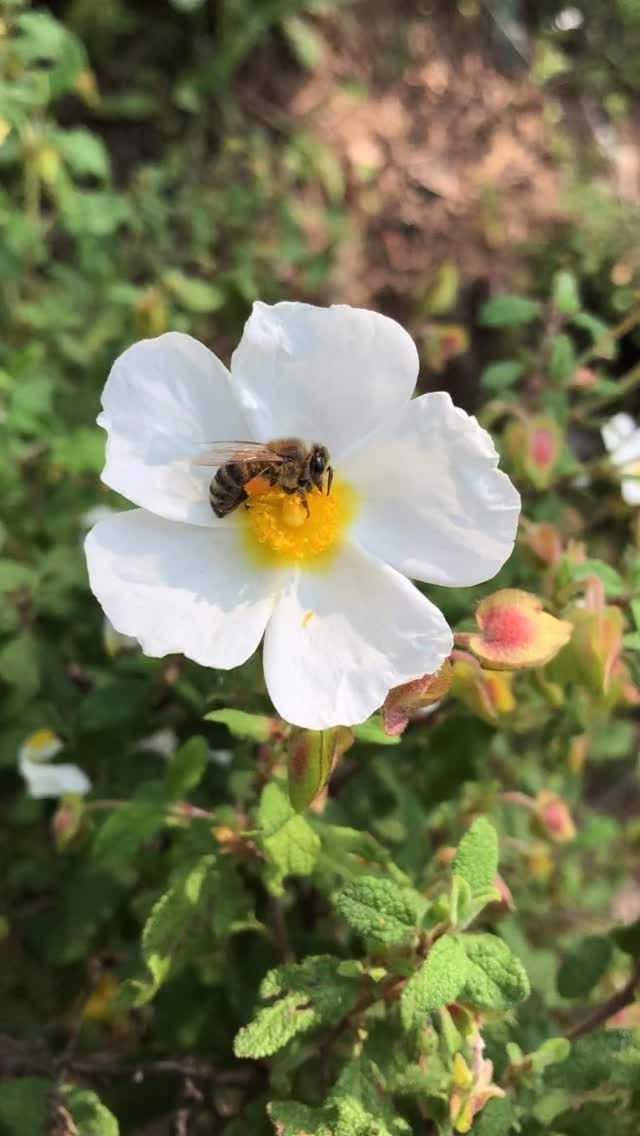 Post 9 by ELLA FARM on Instagram (video)