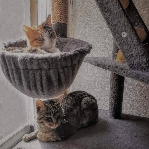 Post 5 by 🌸MIKA🌸 & 🍁PAKO🍁 | on Instagram (image)
