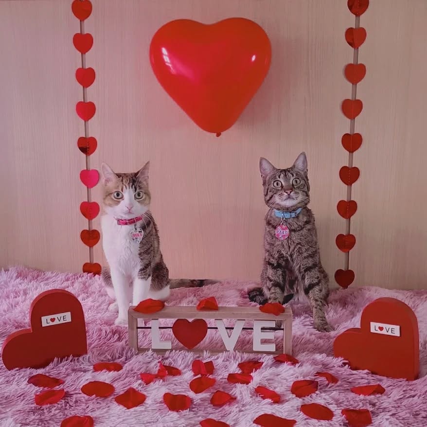 Post 3 by 🌸MIKA🌸 & 🍁PAKO🍁 | on Instagram (image)