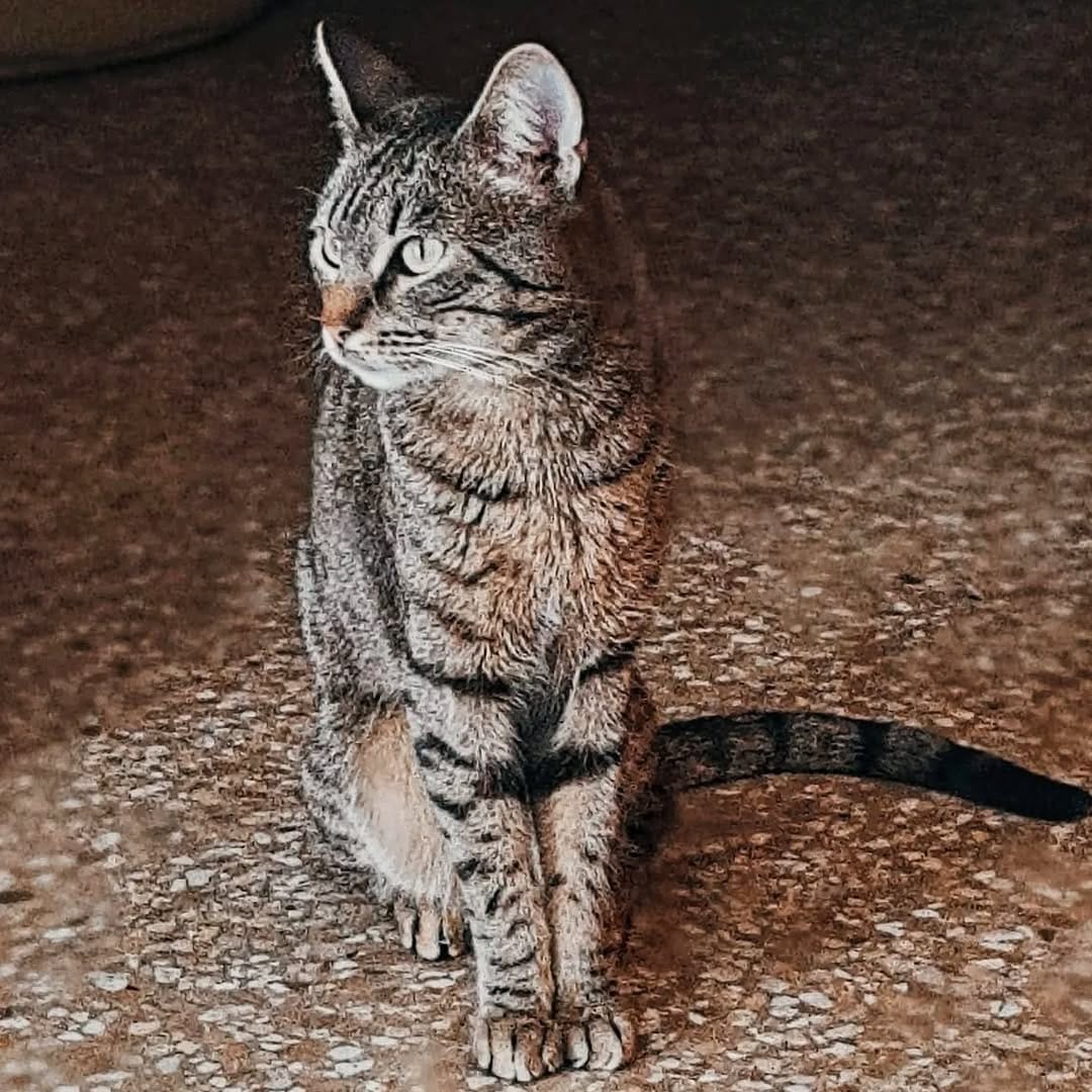 Post 6 by 🌸MIKA🌸 & 🍁PAKO🍁 | on Instagram (image)