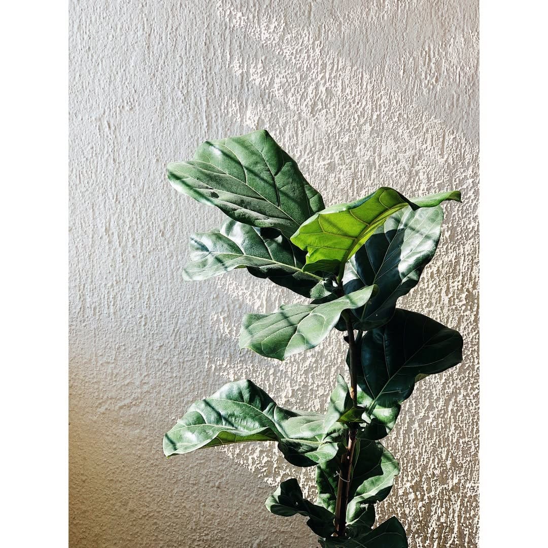 Post 8 by Robb Sedano on Instagram (image)
