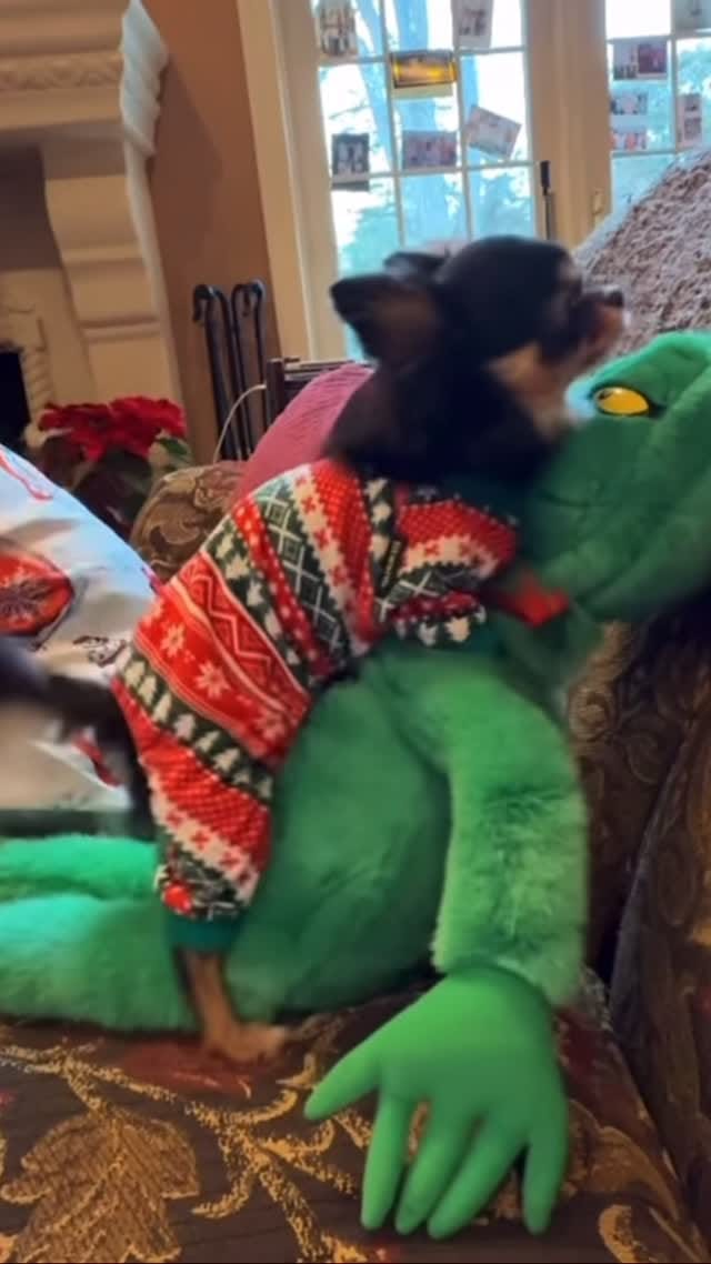 Post 2 by 𝓒𝓱𝓮𝓵𝓼𝓮𝓪 𝓒𝓱𝓲𝓱𝓾𝓪𝓱𝓾𝓪 on Instagram (video)