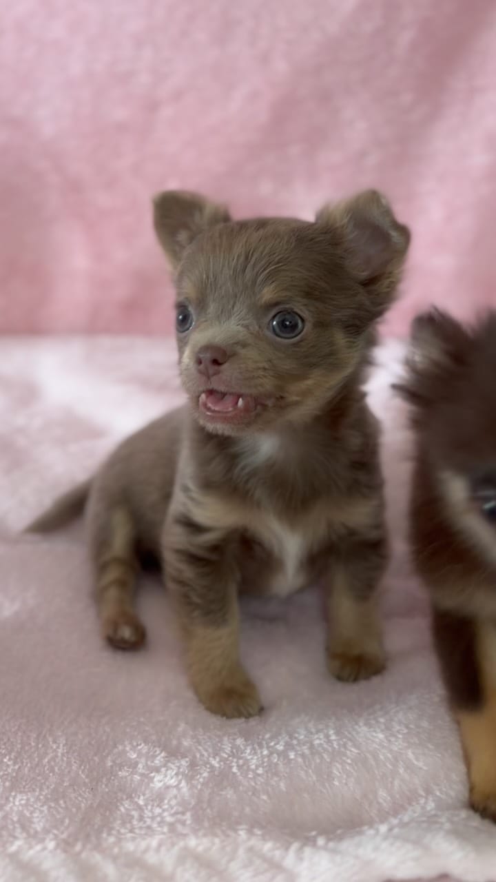 Post 5 by 𝓒𝓱𝓮𝓵𝓼𝓮𝓪 𝓒𝓱𝓲𝓱𝓾𝓪𝓱𝓾𝓪 on Instagram (video)