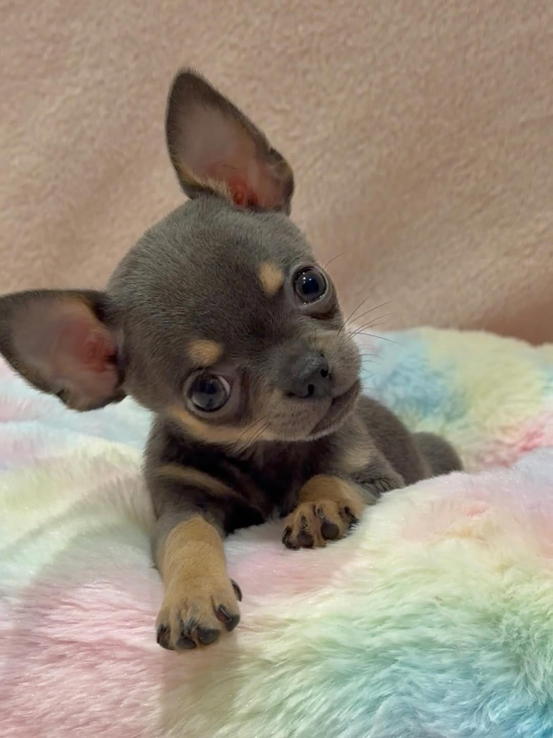 Post 3 by 𝓒𝓱𝓮𝓵𝓼𝓮𝓪 𝓒𝓱𝓲𝓱𝓾𝓪𝓱𝓾𝓪 on Instagram (image)
