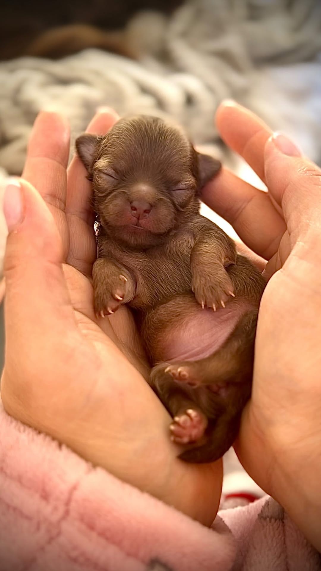 Post 9 by 𝓒𝓱𝓮𝓵𝓼𝓮𝓪 𝓒𝓱𝓲𝓱𝓾𝓪𝓱𝓾𝓪 on Instagram (video)