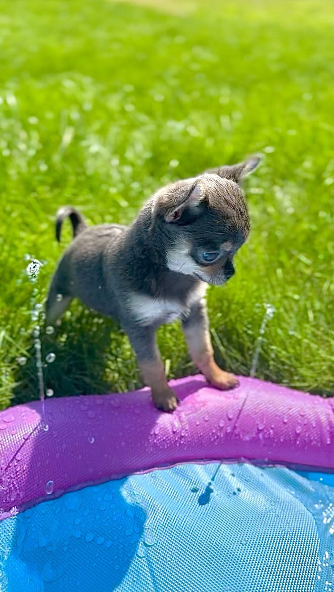 Post 7 by 𝓒𝓱𝓮𝓵𝓼𝓮𝓪 𝓒𝓱𝓲𝓱𝓾𝓪𝓱𝓾𝓪 on Instagram (video)