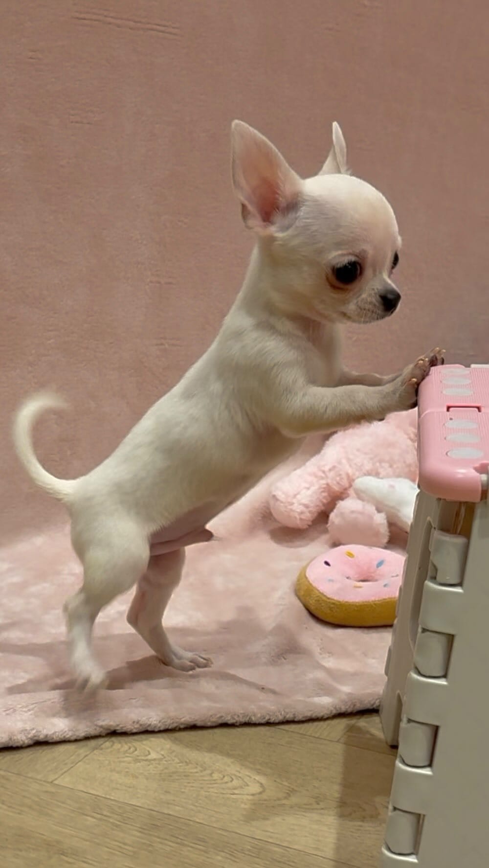 Post 1 by 𝓒𝓱𝓮𝓵𝓼𝓮𝓪 𝓒𝓱𝓲𝓱𝓾𝓪𝓱𝓾𝓪 on Instagram (video)