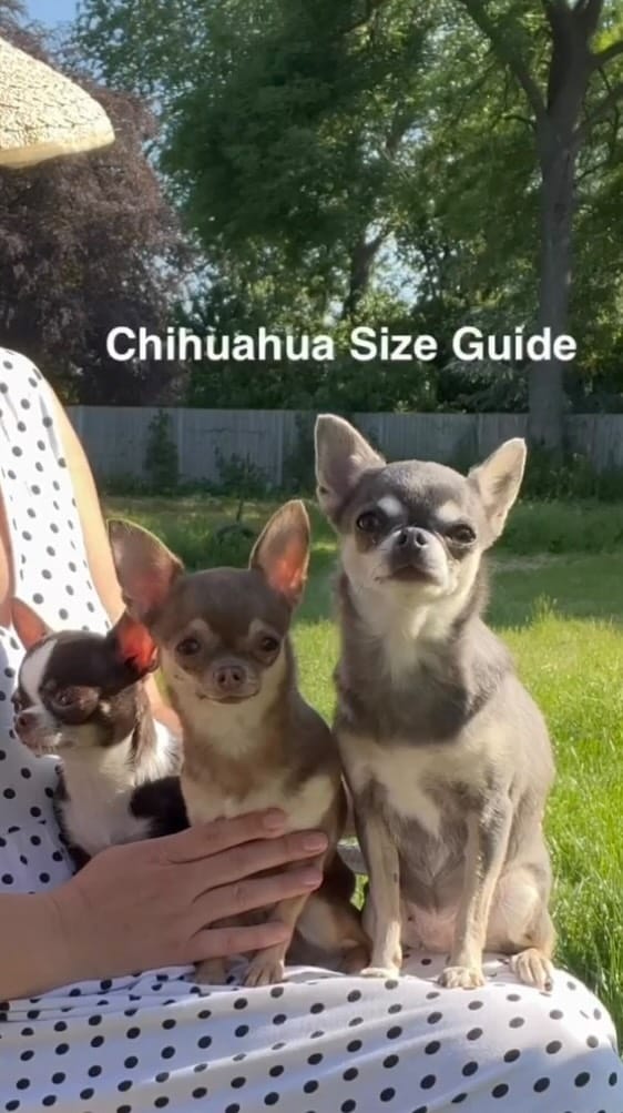 Post 10 by 𝓒𝓱𝓮𝓵𝓼𝓮𝓪 𝓒𝓱𝓲𝓱𝓾𝓪𝓱𝓾𝓪 on Instagram (video)