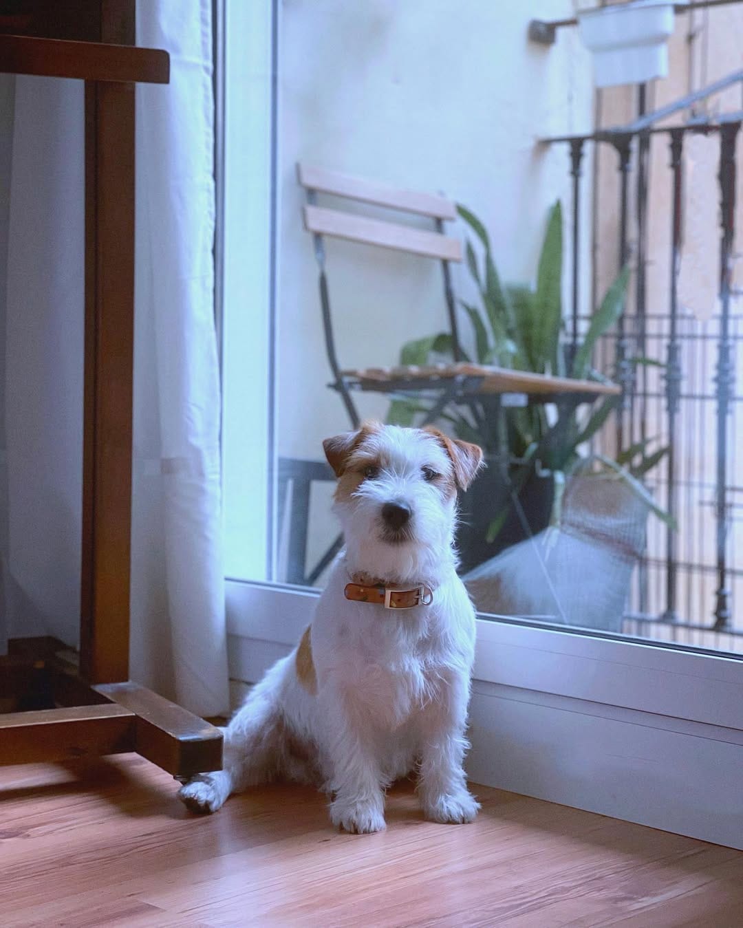 Post 4 by Xaco de Luperca 🐶 on Instagram (image)