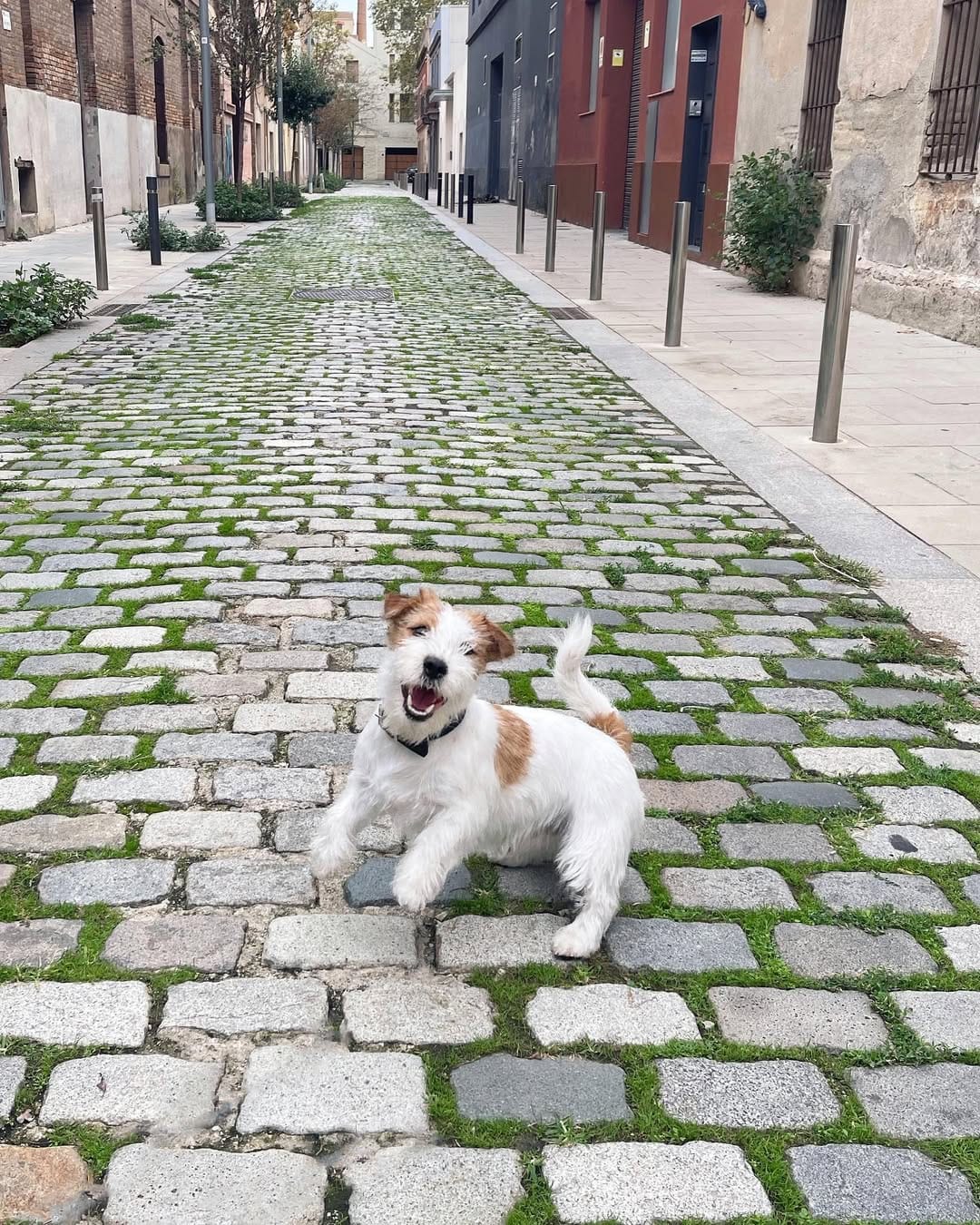 Post 2 by Xaco de Luperca 🐶 on Instagram (image)