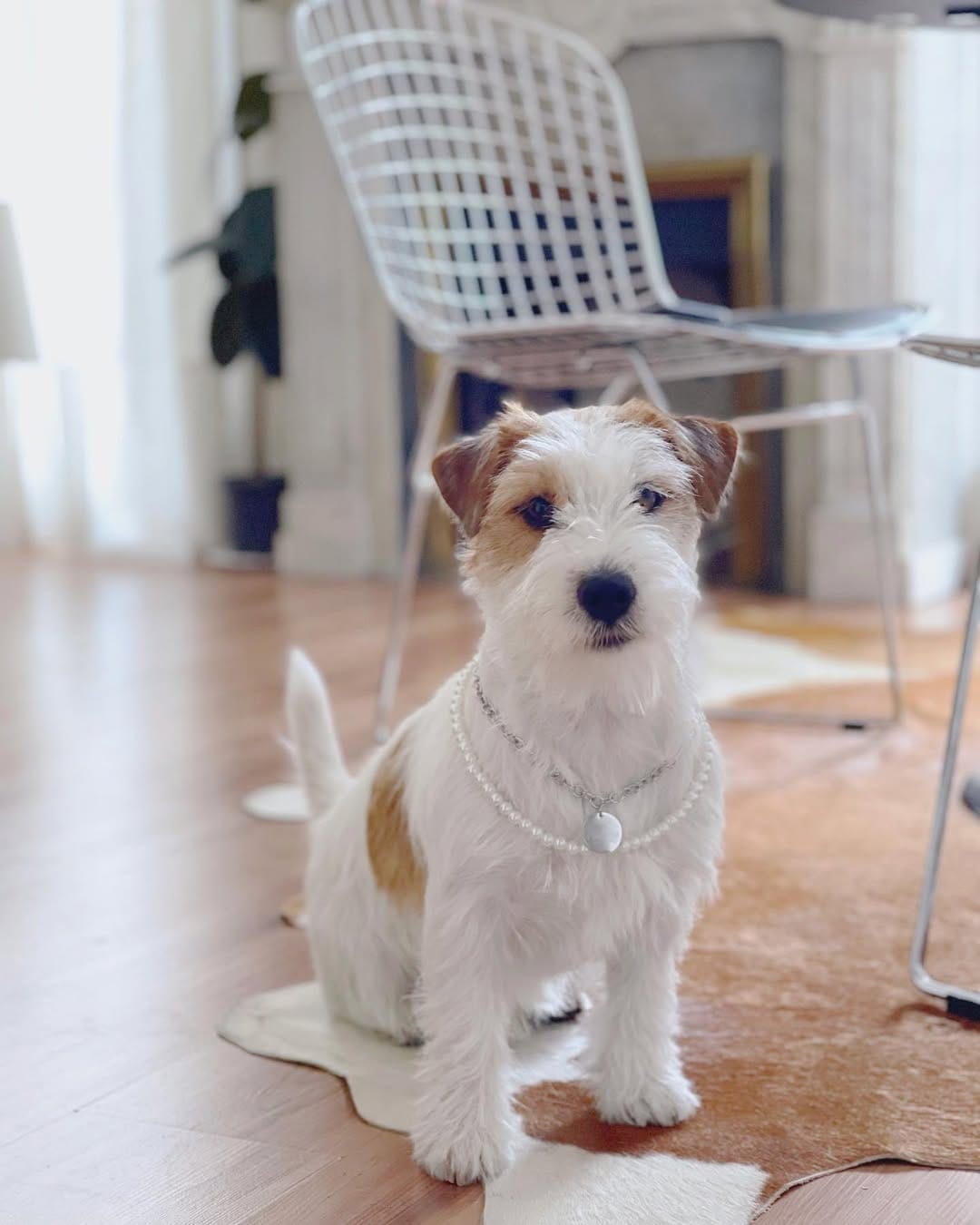 Post 3 by Xaco de Luperca 🐶 on Instagram (carousel)