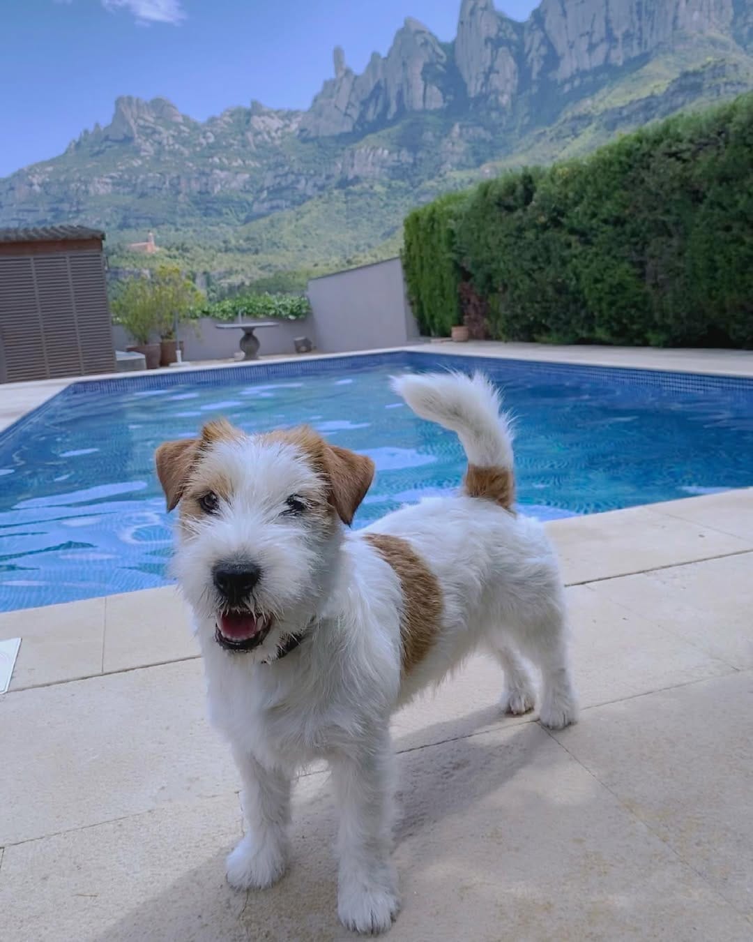 Post 9 by Xaco de Luperca 🐶 on Instagram (image)