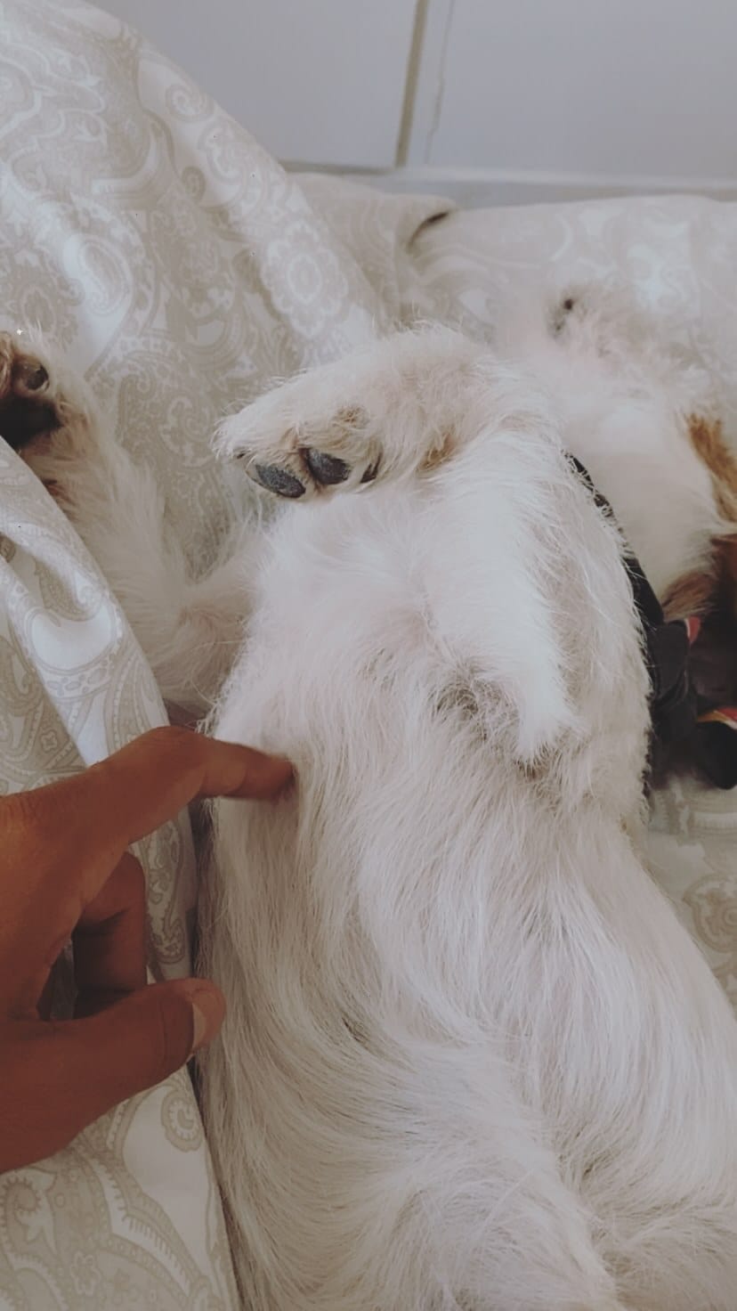 Post 8 by Xaco de Luperca 🐶 on Instagram (video)