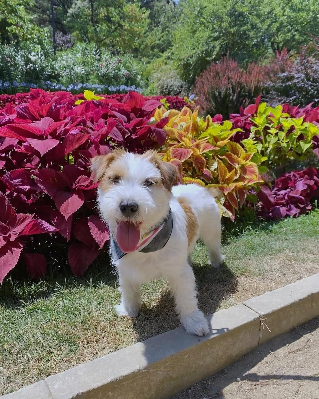 Post 7 by Xaco de Luperca 🐶 on Instagram (image)