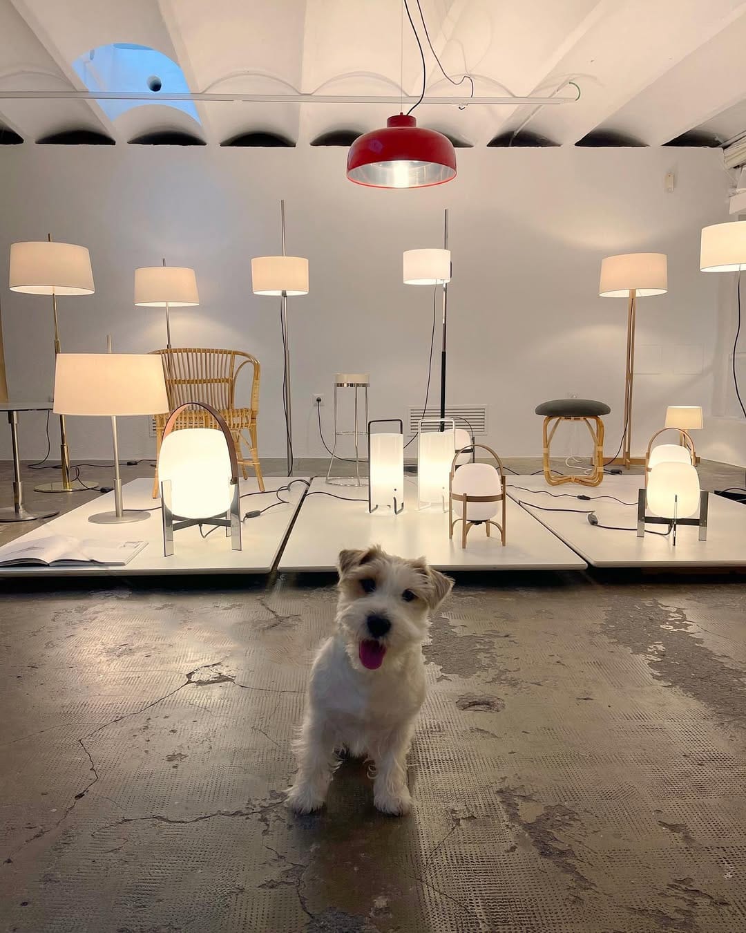 Post 1 by Xaco de Luperca 🐶 on Instagram (image)