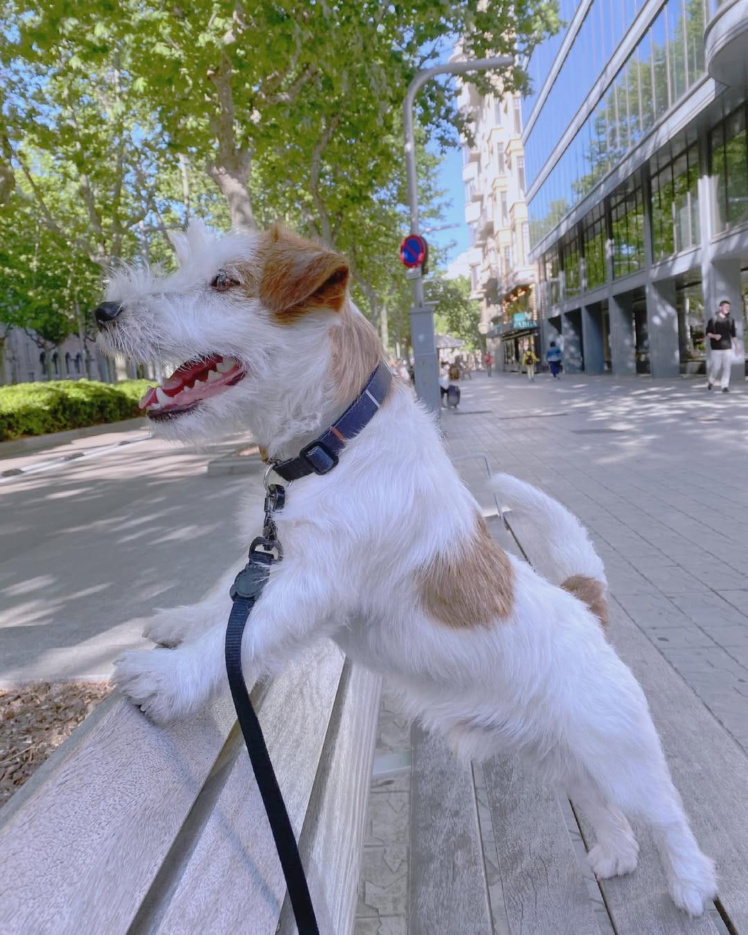 Post 10 by Xaco de Luperca 🐶 on Instagram (image)