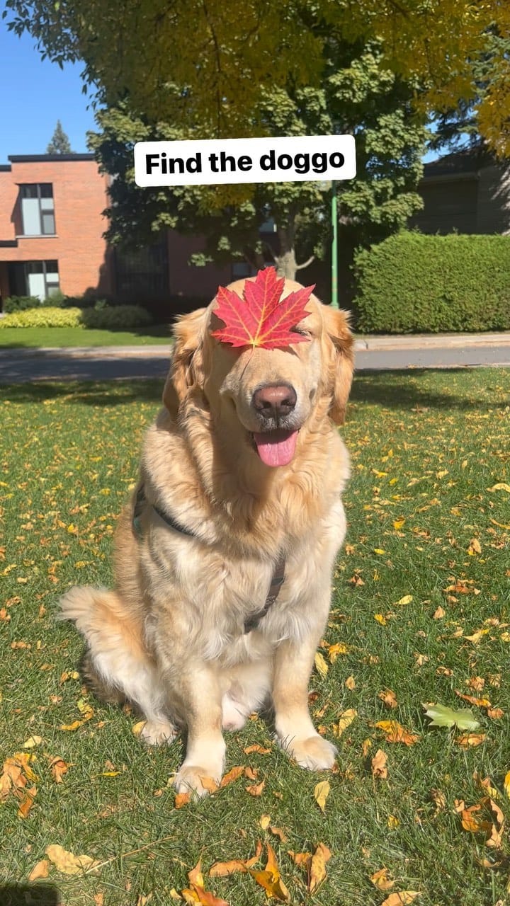 Post 6 by Lucky on Instagram (video)