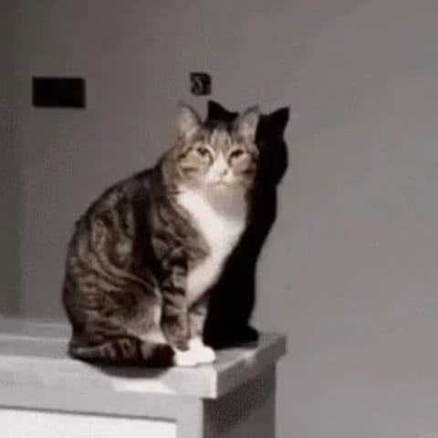 Post 1 by 고양이 솜방망이🐾 on Instagram (video)