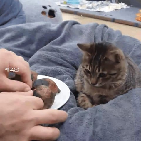 Post 7 by 고양이 솜방망이🐾 on Instagram (video)