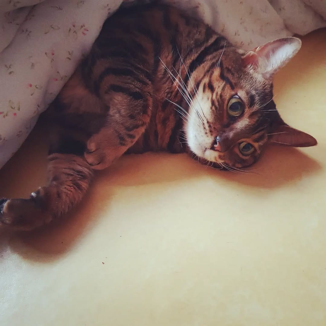 Post 9 by 고양이 솜방망이🐾 on Instagram (image)
