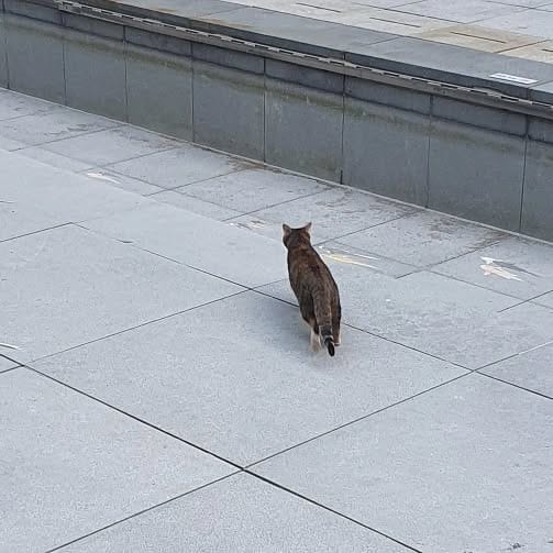 Post 8 by 고양이 솜방망이🐾 on Instagram (carousel)