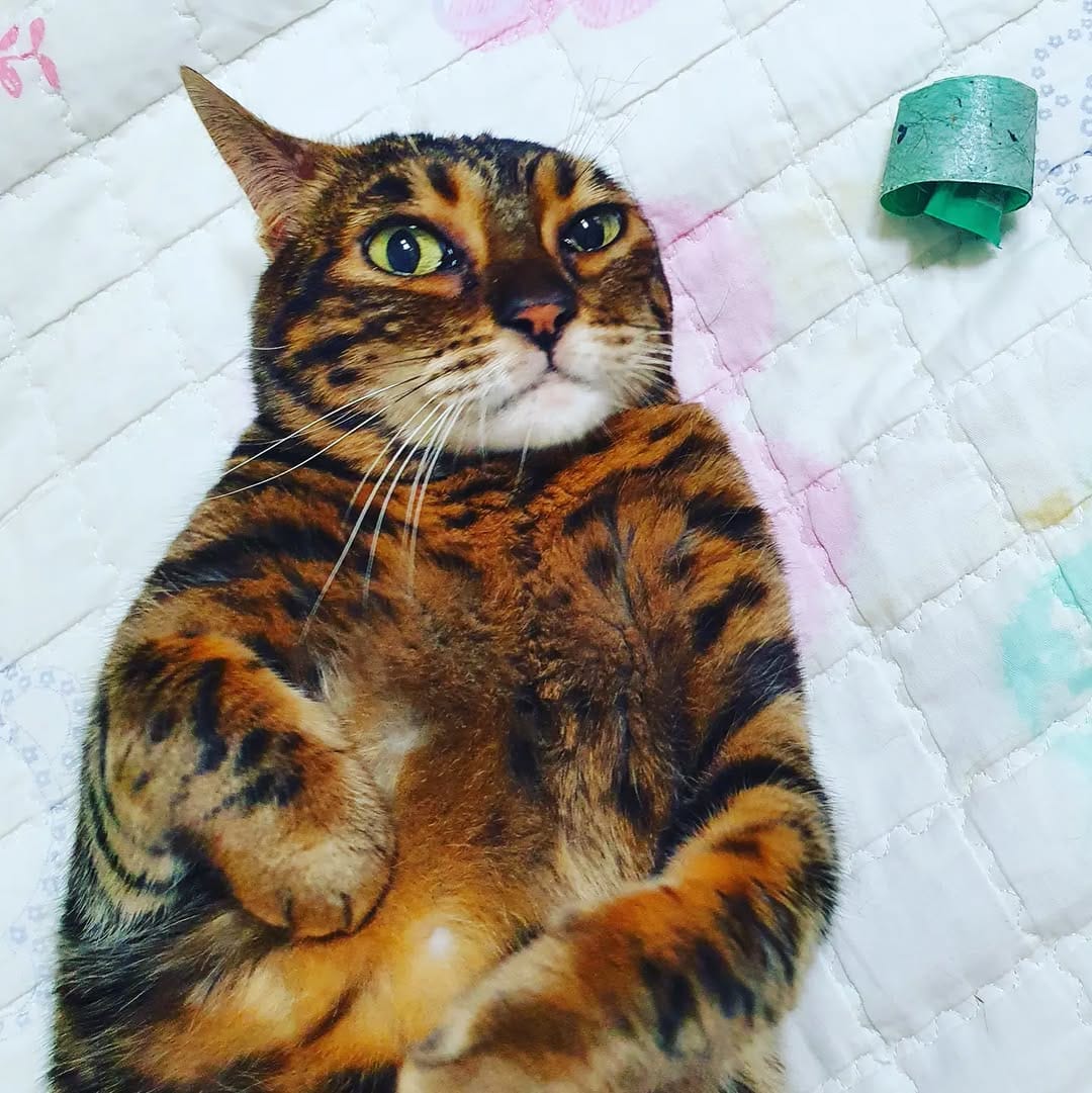 Post 2 by 고양이 솜방망이🐾 on Instagram (image)
