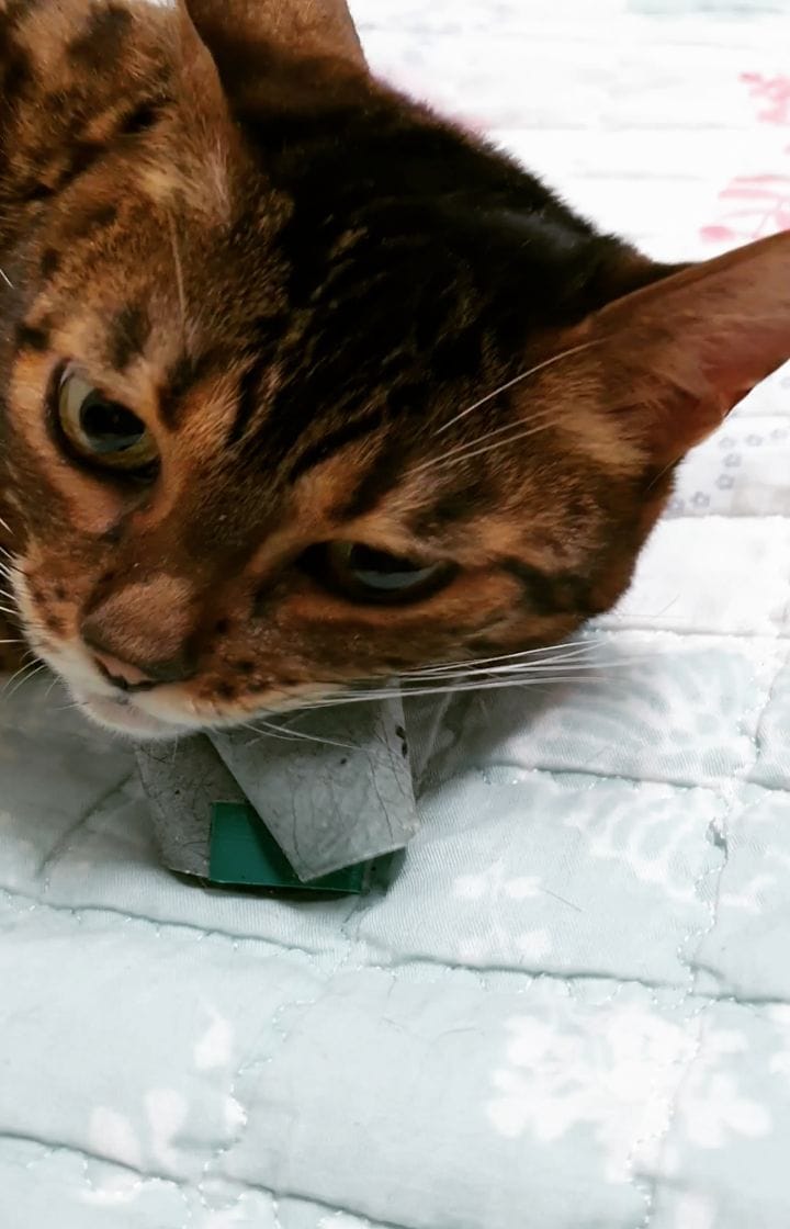Post 4 by 고양이 솜방망이🐾 on Instagram (video)