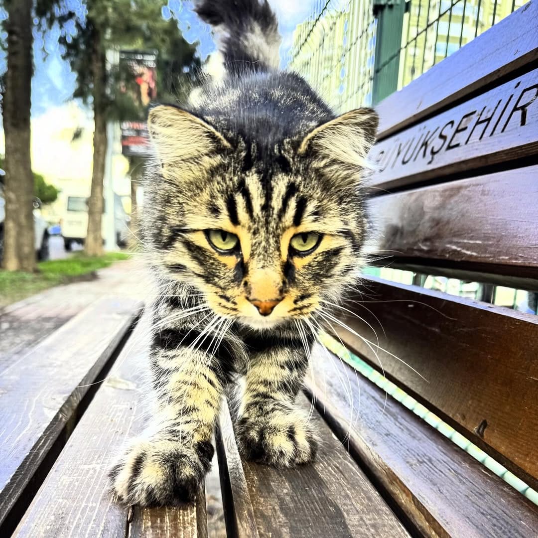 Post 6 by İzmir is love on Instagram (image)