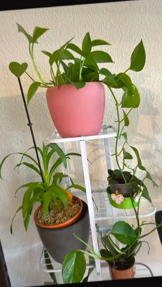 Post 5 by ShahLa AkbaRi on Instagram (video)