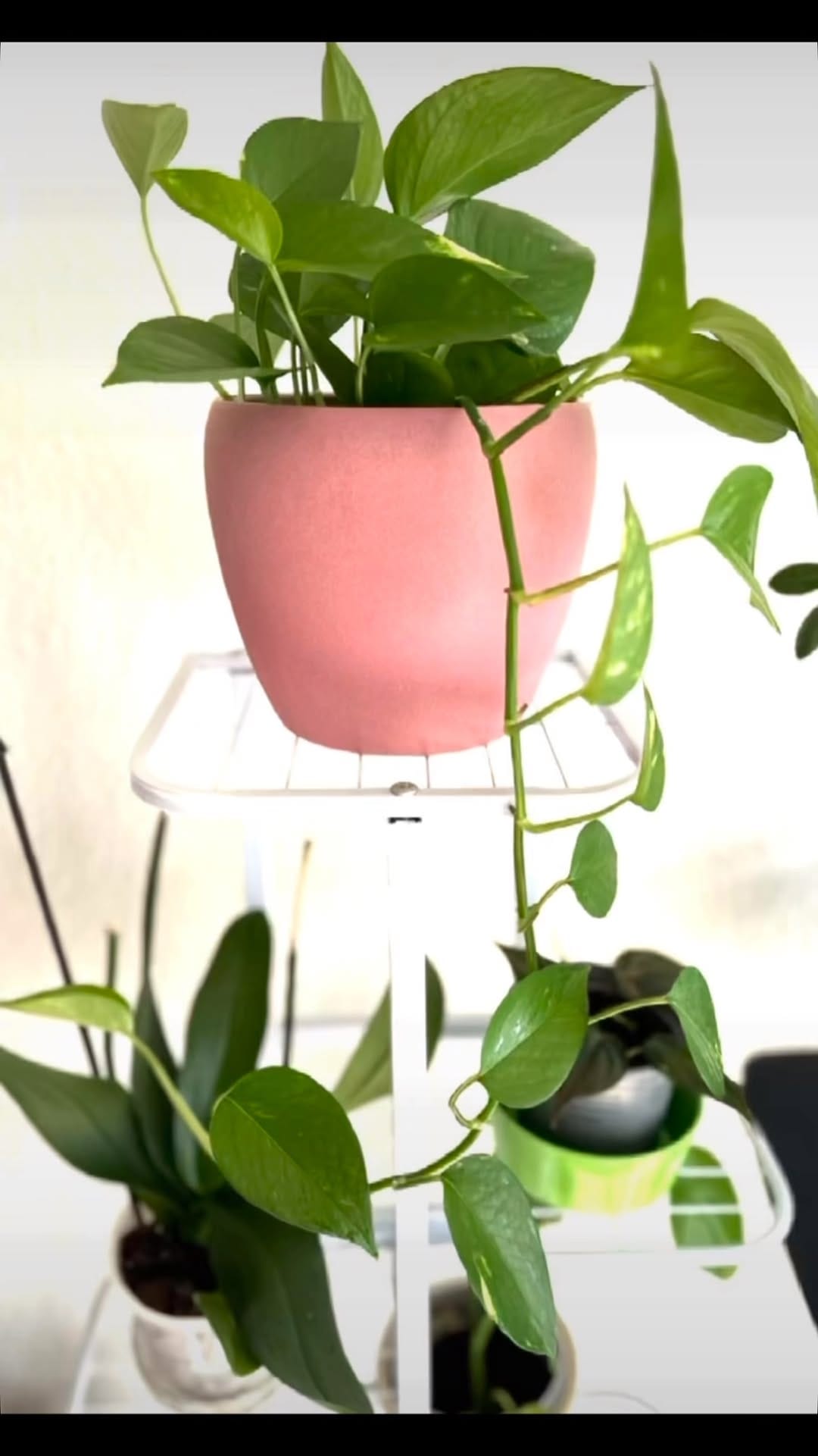 Post 6 by ShahLa AkbaRi on Instagram (video)