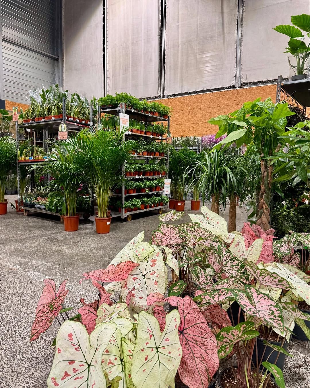 Post 7 by MA PLANTE on Instagram (carousel)