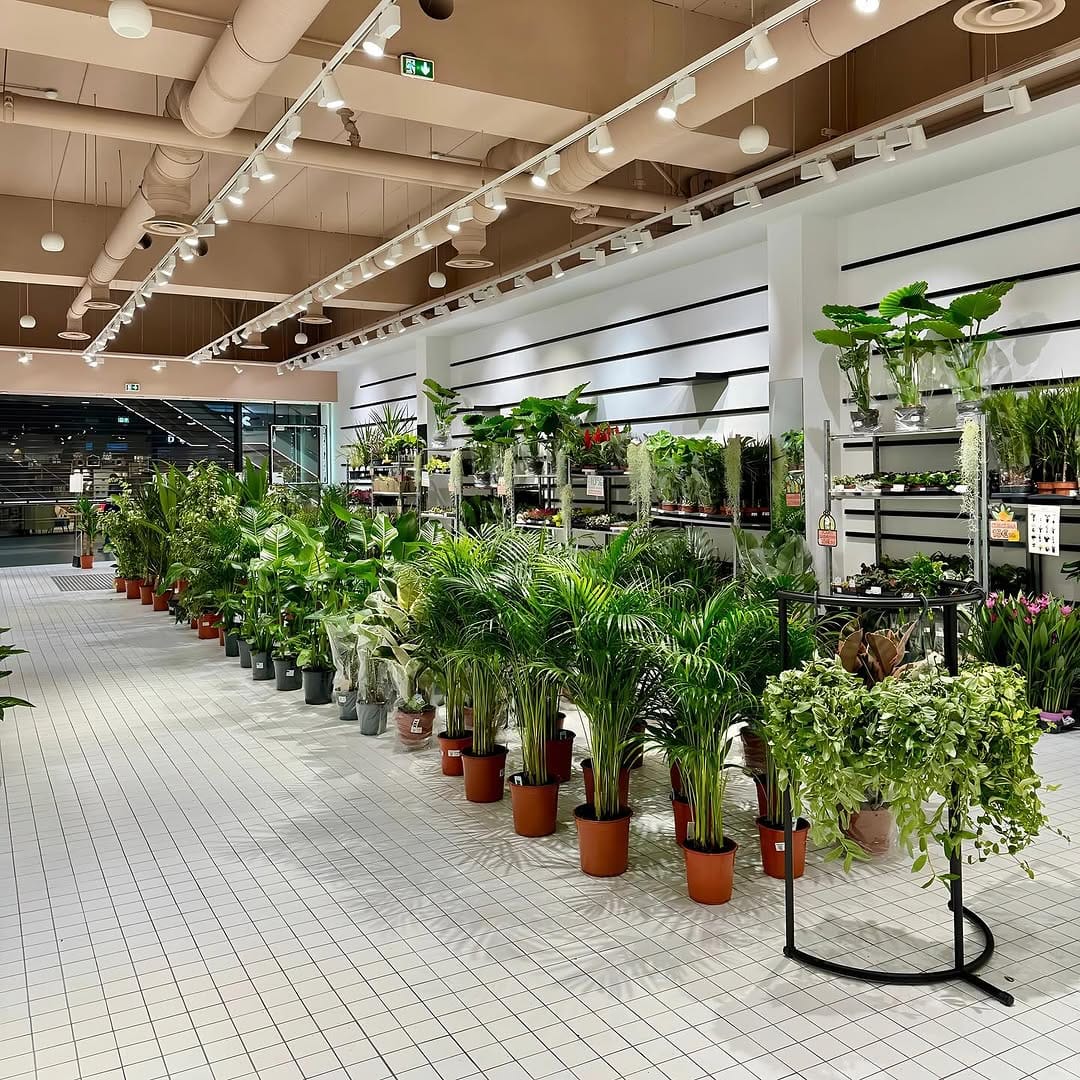 Post 10 by MA PLANTE on Instagram (carousel)
