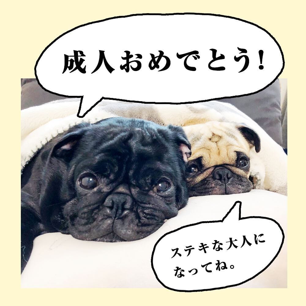 Post 8 by ペットの写真からつくるうちの子アクセサリー＊うちの子ベニル on Instagram (image)