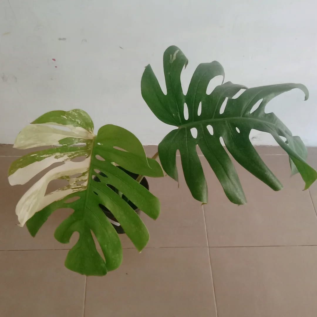 Post 8 by lelang dan jual BIBIT BUNGA & BUAH on Instagram (image)