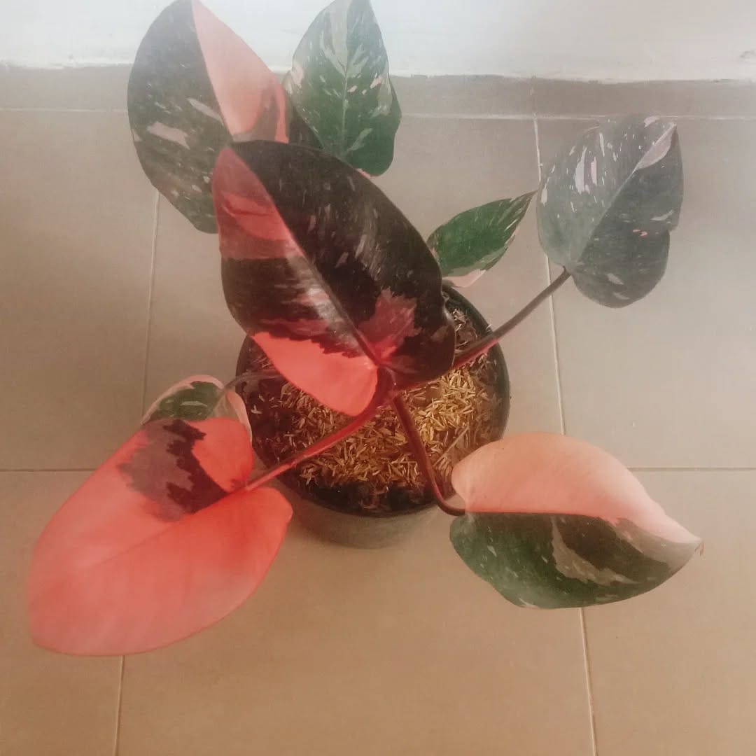 Post 7 by lelang dan jual BIBIT BUNGA & BUAH on Instagram (image)