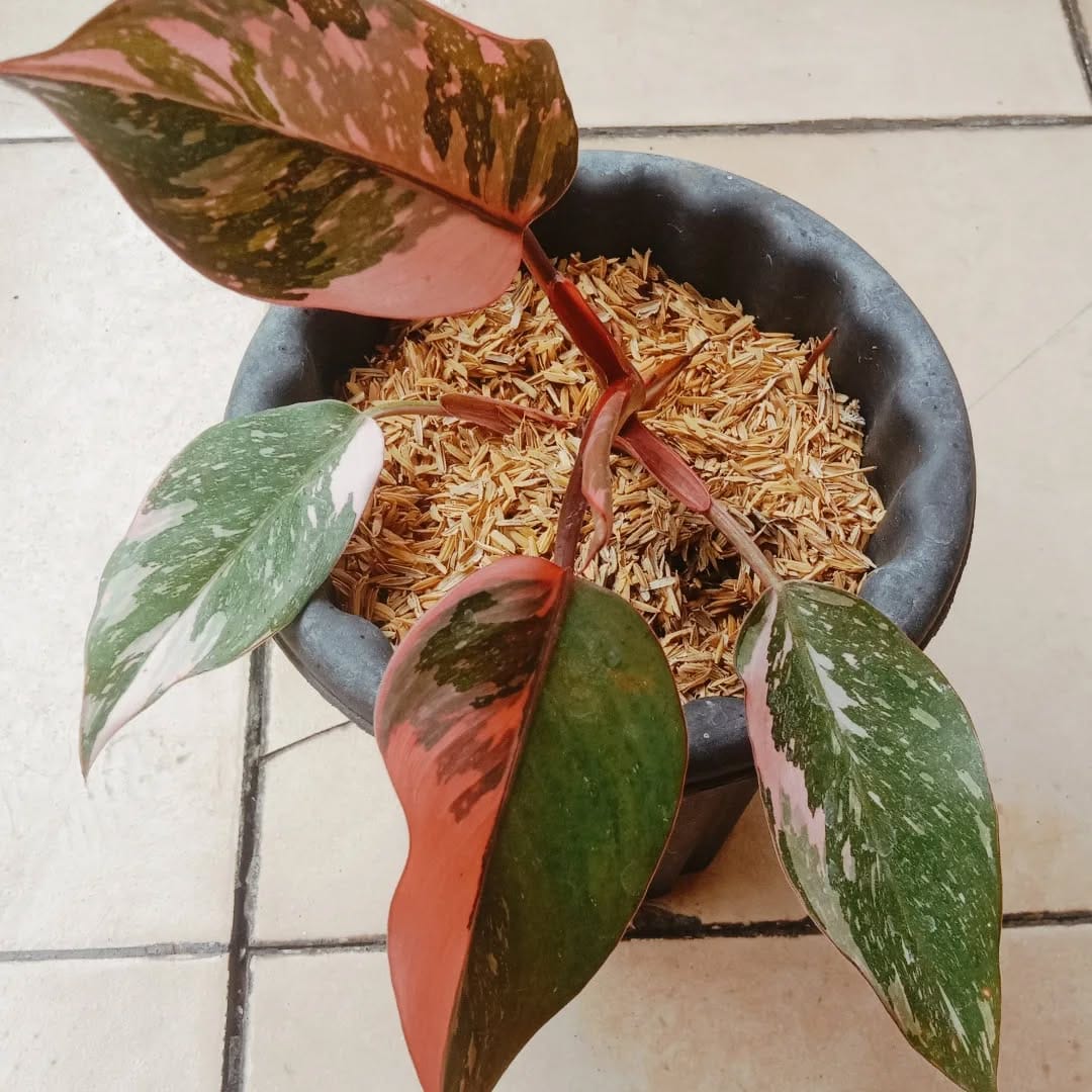Post 2 by lelang dan jual BIBIT BUNGA & BUAH on Instagram (carousel)