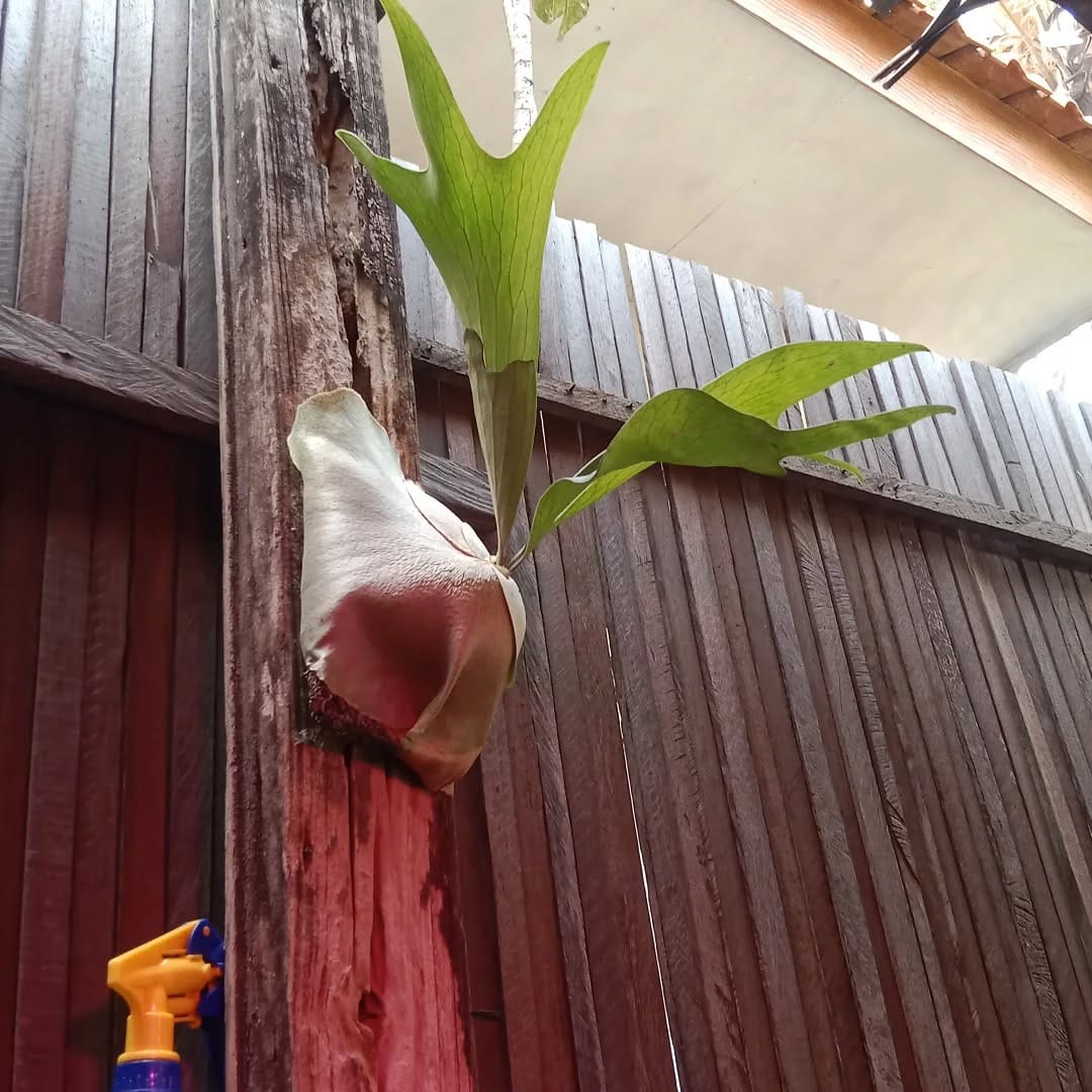 Post 6 by lelang dan jual BIBIT BUNGA & BUAH on Instagram (image)