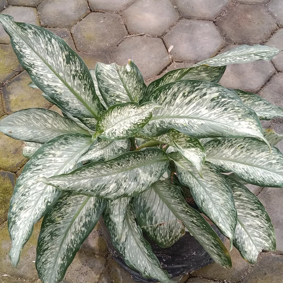 Post 5 by lelang dan jual BIBIT BUNGA & BUAH on Instagram (carousel)