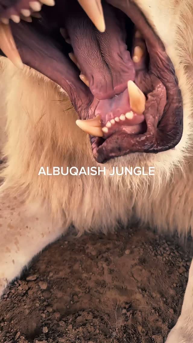 Post 3 by @timbo.263 on Instagram (video)