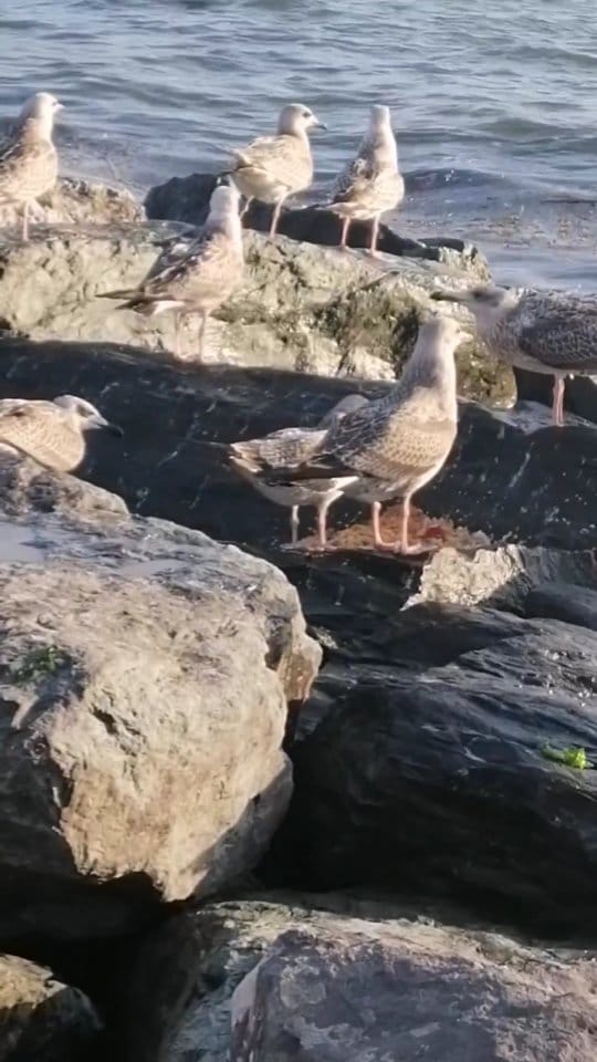 Post 3 by Fatoş'un Örgüleri🌸🌸🌸 on Instagram (video)