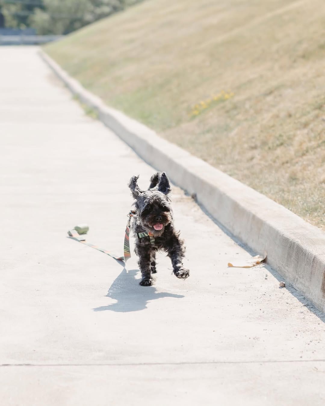 Post 5 by Kona on Instagram (image)
