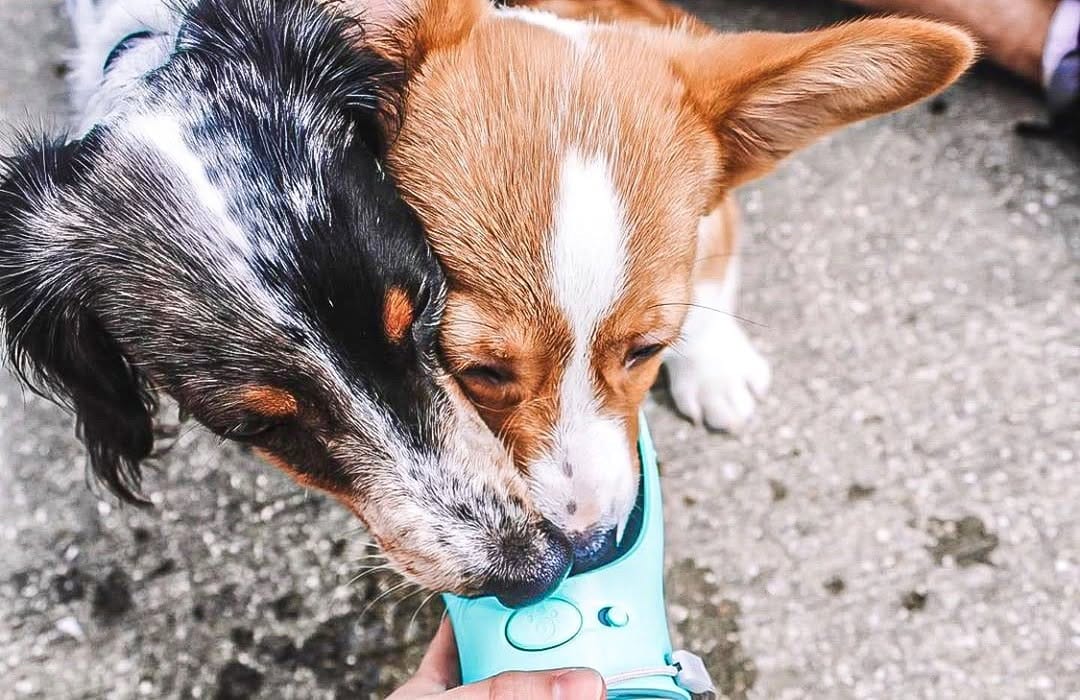 Post 9 by Thirsty Pup on Instagram (image)