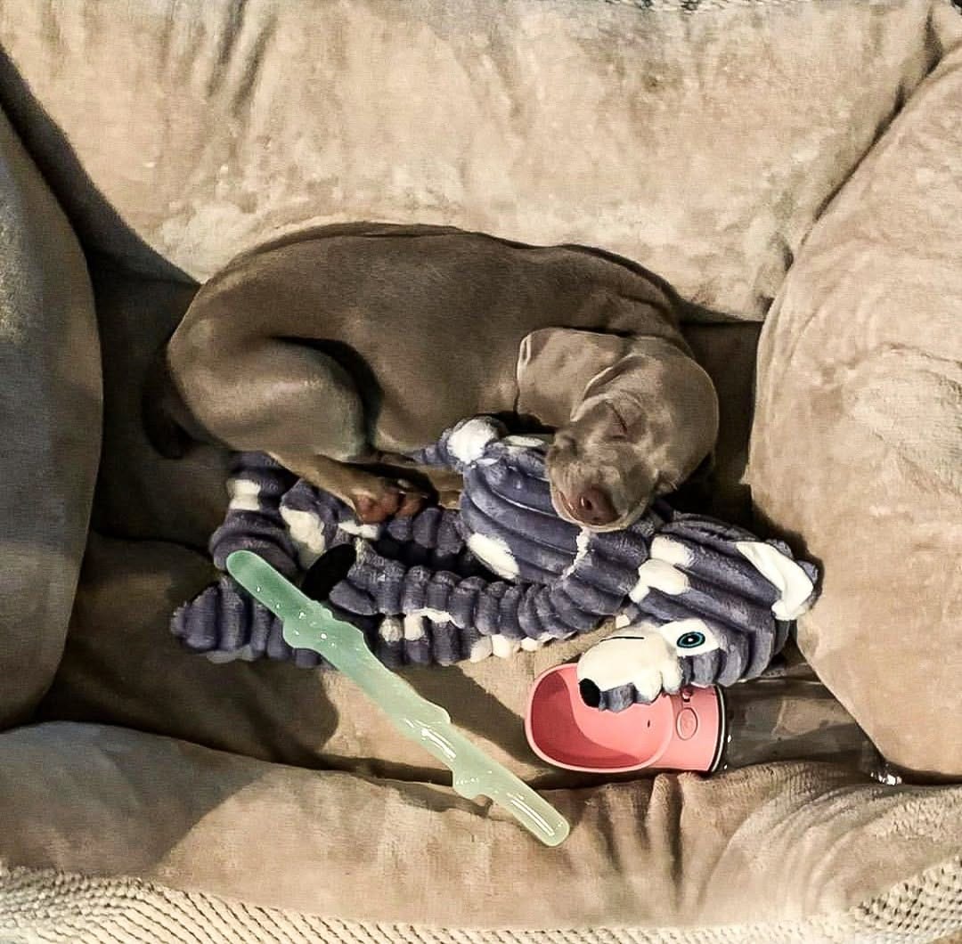 Post 6 by Thirsty Pup on Instagram (image)