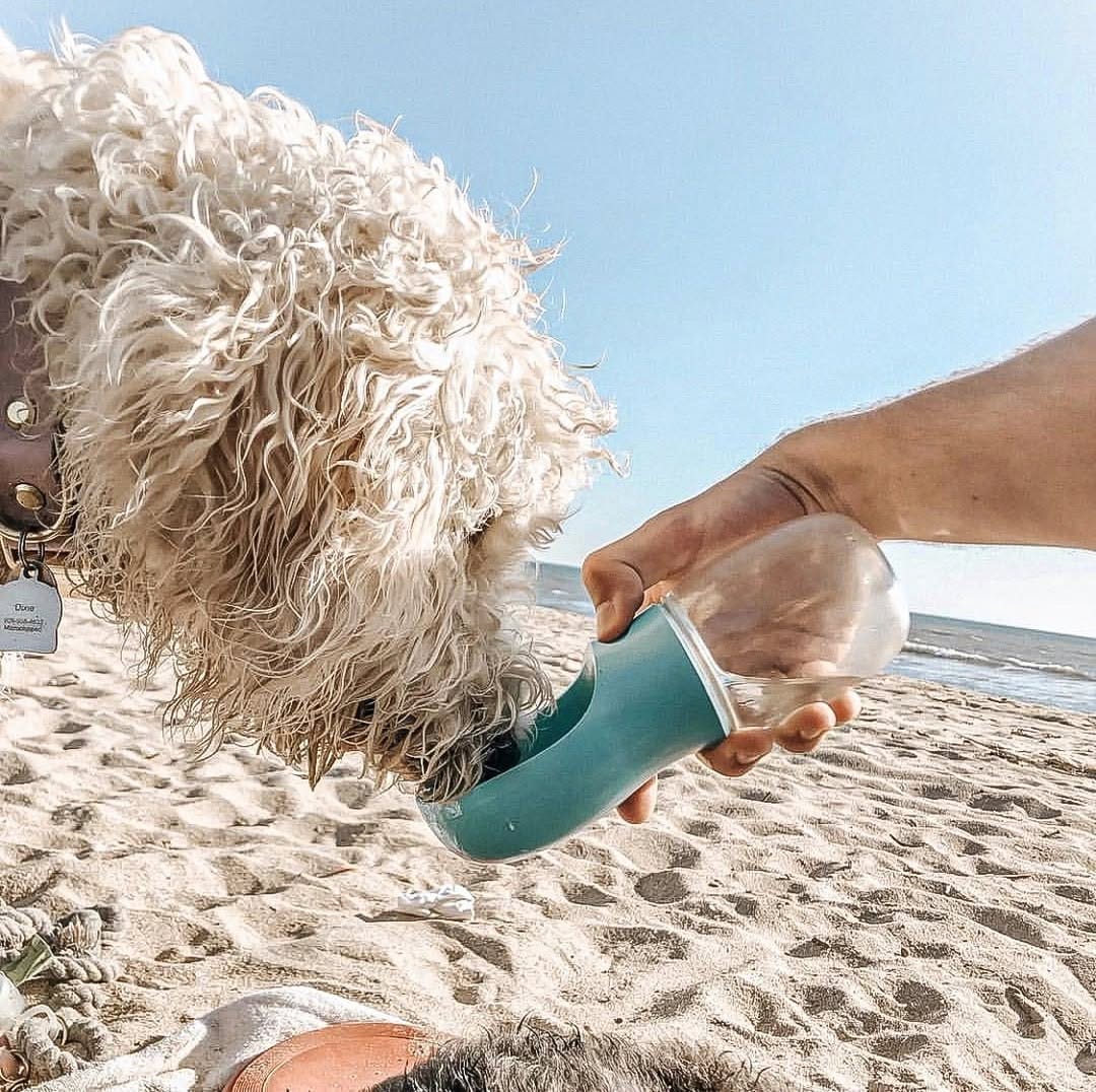 Post 7 by Thirsty Pup on Instagram (image)
