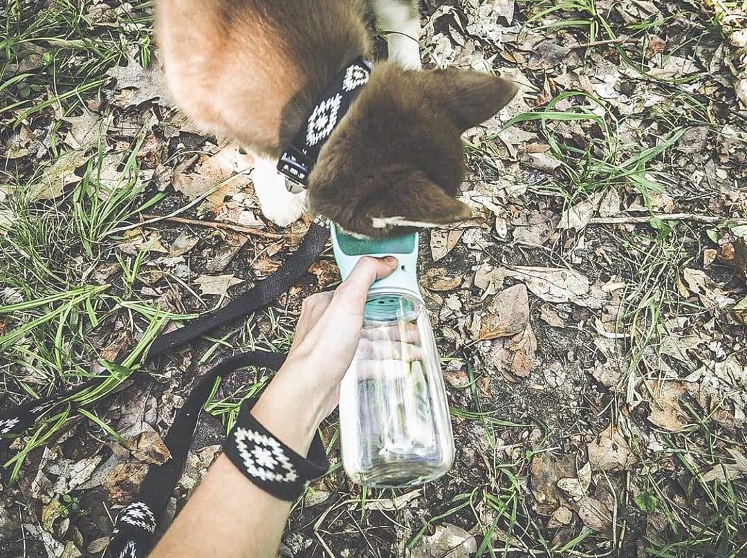 Post 4 by Thirsty Pup on Instagram (image)